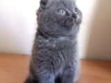 Scottish Fold Yavrumuzu Sahiplendiriyoruz