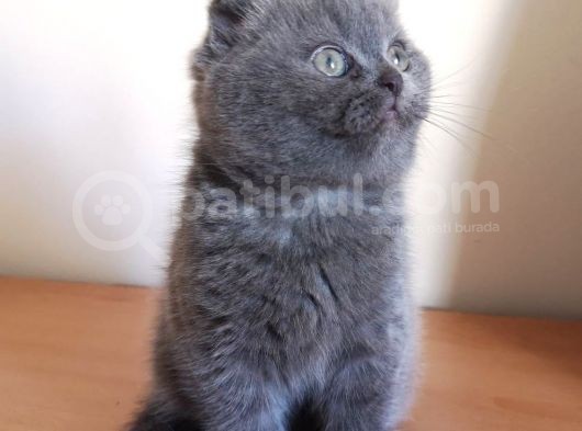 Scottish Fold Yavrumuzu Sahiplendiriyoruz görsel