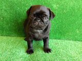 Muhteşem Güzelli̇kte Si̇yah Erkek Pug Yavrularimiz