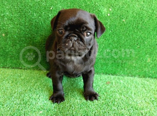Muhteşem Güzelli̇kte Si̇yah Erkek Pug Yavrularimiz görsel