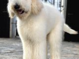 Dev Poodle Eğitimli Hypoallerjenik Yavrular
