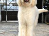 Dev Poodle Eğitimli Hypoallerjenik Yavrular
