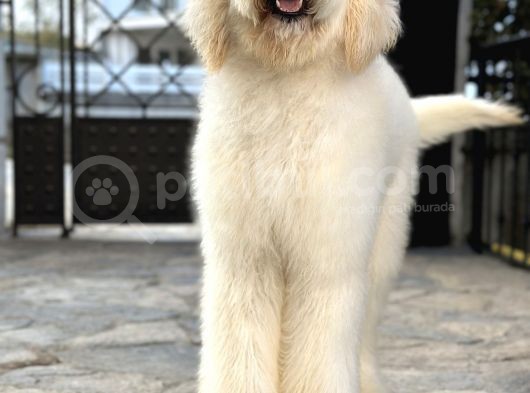 Dev Poodle Eğitimli Hypoallerjenik Yavrular görsel