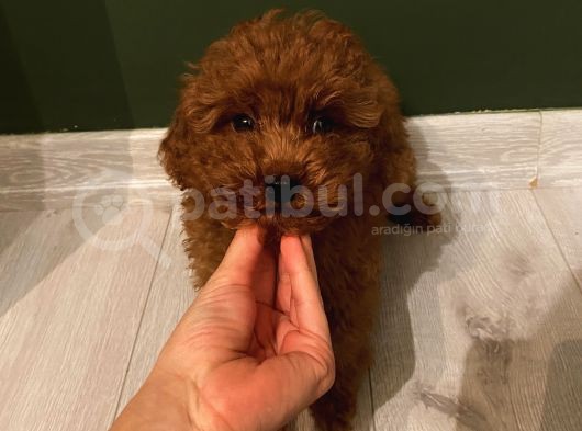 Muhteşem Poodle Bebeklerimiz görsel