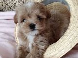 Dizayn Irk Sevimli Maltipoo Yavrular