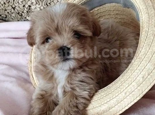 Dizayn Irk Sevimli Maltipoo Yavrular görsel