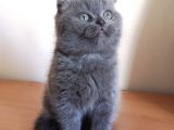 Scottish Fold Yavrumuzu Sahiplendiriyoruz