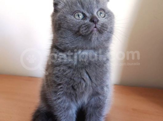Scottish Fold Yavrumuzu Sahiplendiriyoruz