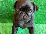 Muhteşem Güzelli̇kte Si̇yah Erkek Pug Yavrularimiz