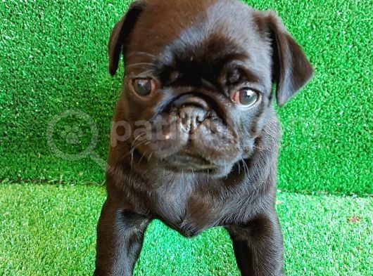 Muhteşem Güzelli̇kte Si̇yah Erkek Pug Yavrularimiz görsel