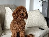 10 Aylik Red Erkek Poodle Yavrumuz