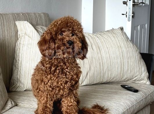 10 Aylik Red Erkek Poodle Yavrumuz görsel