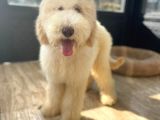 Hypoallerjenik Labradoodle yavrular DNA testleri yapılmış