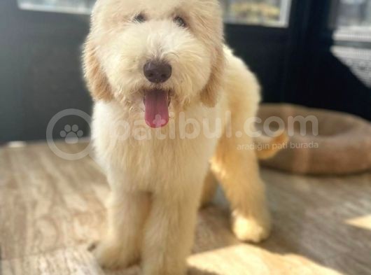 Hypoallerjenik Labradoodle Yavrular Dna Testleri Yapılmış