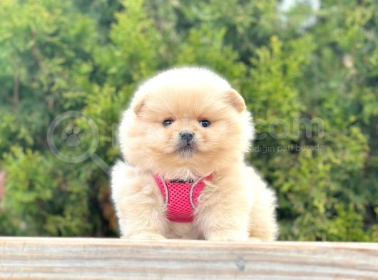 Safkan Teddy Bear Pomeranian Boo Yavrularımız görsel