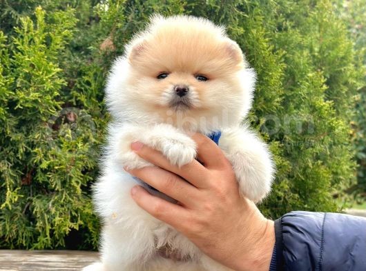 Safkan Teddy Bear Pomeranian Boo Yavrularımız görsel
