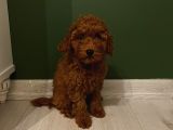 Muhteşem Poodle Bebeklerimiz