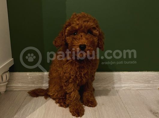 Muhteşem Poodle Bebeklerimiz görsel