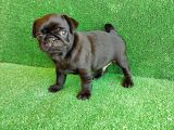 Muhteşem Güzelli̇kte Si̇yah Erkek Pug Yavrularimiz