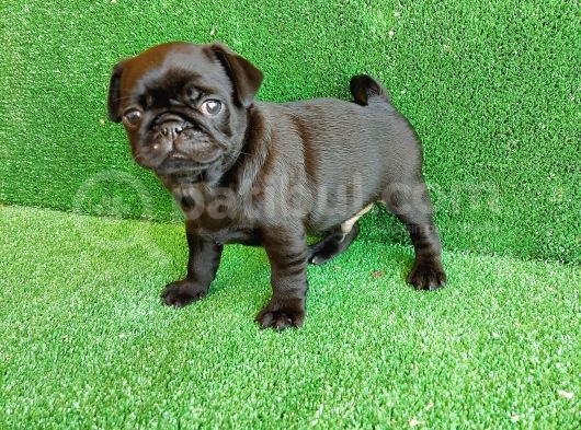 Muhteşem Güzelli̇kte Si̇yah Erkek Pug Yavrularimiz görsel