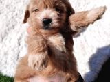 Çi̇ftli̇ği̇mi̇zden Güvenle Sahi̇p Olabi̇leceği̇ni̇z Malti̇poo Yavrular