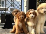 Eğitimli Full aşılı Goldendoodle Yavrularımız