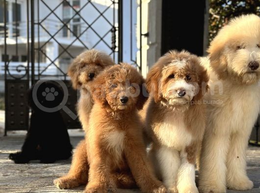 Eğitimli Full Aşılı Goldendoodle Yavrularımız