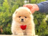 Safkan Teddy Bear Pomeranian Boo Yavrularımız