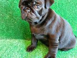 Muhteşem Güzelli̇kte Si̇yah Erkek Pug Yavrularimiz