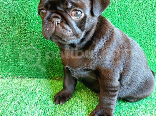 Muhteşem Güzelli̇kte Si̇yah Erkek Pug Yavrularimiz