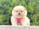 Ayıcık Surat Boo Pomeranian Yavrular