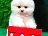 Orjinal Pomeranian Boo