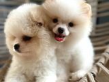 Pomeranian Boo Teddy Bear Ayı Surat