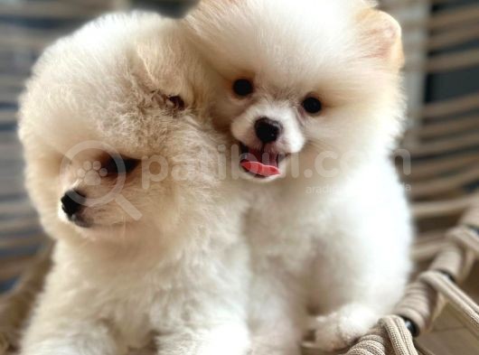 Pomeranian Boo Teddy Bear Ayı Surat görsel