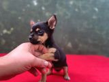 Teacup Yavrumuz Yeni Ailesini Bekliyor Chihuahua