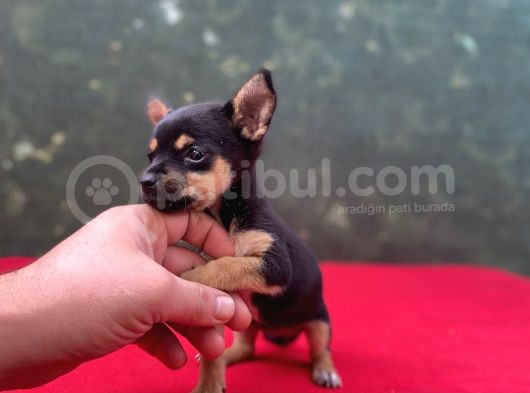 Teacup Yavrumuz Yeni Ailesini Bekliyor Chihuahua görsel