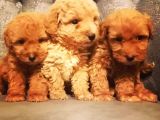 Çi̇ftli̇ği̇mi̇zden Güvenle Sahi̇p Olabi̇leceği̇ni̇z Malti̇poo Yavrular