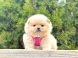 Ayıcık Surat Boo Pomeranian Yavrular
