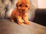 Çi̇ftli̇ği̇mi̇zden Güvenle Sahi̇p Olabi̇leceği̇ni̇z Malti̇poo Yavrular