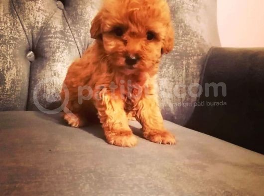 Çi̇ftli̇ği̇mi̇zden Güvenle Sahi̇p Olabi̇leceği̇ni̇z Malti̇poo Yavrular