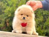 Safkan Teddy Bear Pomeranian Boo Yavrularımız