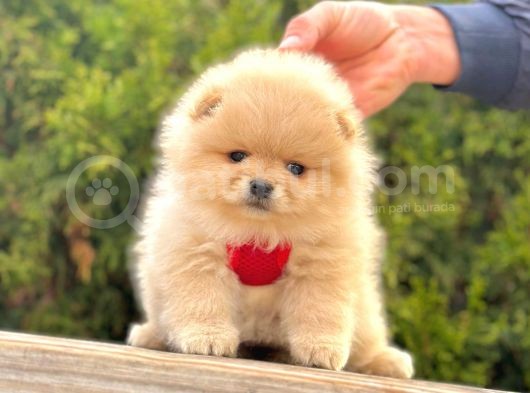 Safkan Teddy Bear Pomeranian Boo Yavrularımız görsel