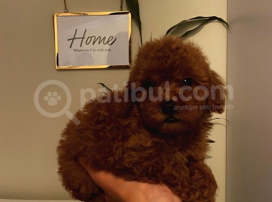 Aşılı Pasaportlu Poodle Yavrularımız görsel