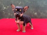 Teacup Yavrumuz Yeni Ailesini Bekliyor Chihuahua