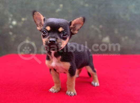 Teacup Yavrumuz Yeni Ailesini Bekliyor Chihuahua