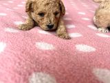 Toy Poodle Bebeklerim Rezerve’ye Açıldı
