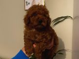 Aşılı Pasaportlu Ev Ortamında Büyüyen Poodle Yavrularımız