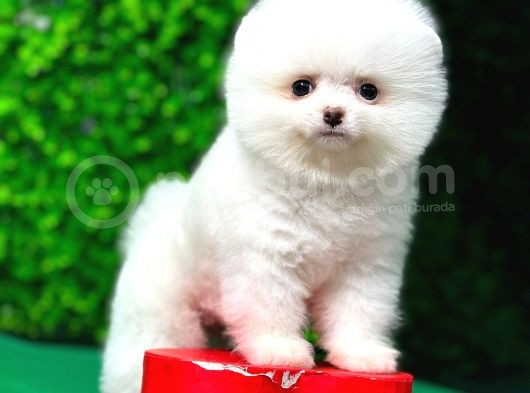 Orjinal Pomeranian Boo görsel