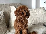 10 Aylik Red Erkek Poodle Yavrumuz
