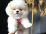 Ayı Surat Irk Garantili Pomeranian Boo Teddy Bear